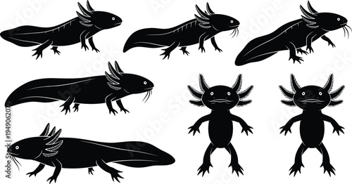 Axolotl salamander silhouettes set, amphibian aquatic animal collection, cute Mexican walking fish poses, wildlife vector illustration isolated