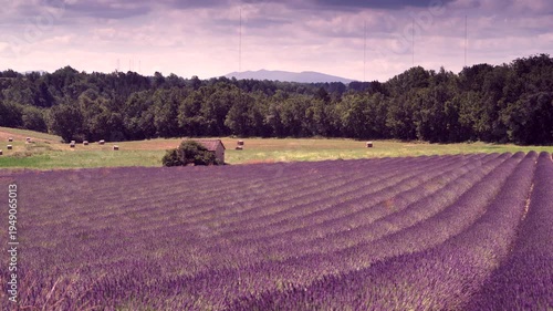 Summer Landscape With Rows Of Lavender Flowers, France
