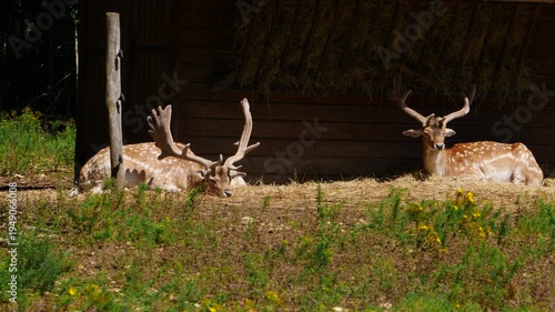 Fallow deer buck in natural environment. Vision Park in Auberive region, France. Slow motion
