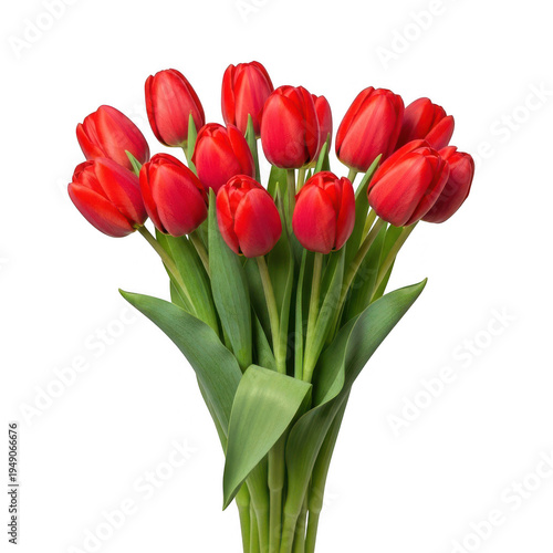 Vibrant red tulips bouquet isolated on transparent background
