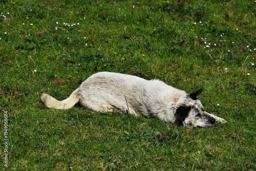 Un perro tumbado en un prado