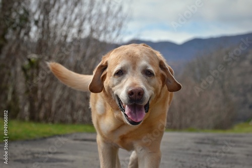 Retrato de un perro labrador retriever