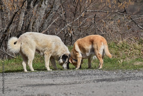 Dos perros olfateando juntos