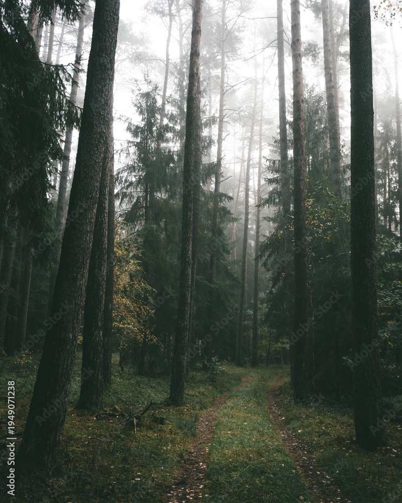 Fototapeta premium Misty forest path with tall trees and foggy atmospheric landscape