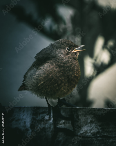 Fotografie Fluffy young bird perched on wooden fence chirping in natural environment