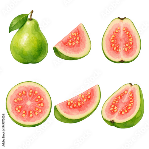 A watercolor vector set of guava fruit whole and sliced for tropical fruit illustrations, fresh food designs, and healthy ingredient clipart.