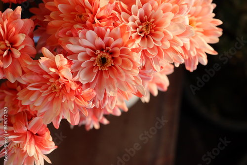 Foto Soft pink chrysanthemum flowers booming in warm sunlight
