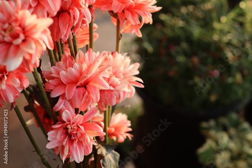 Slika na platnu Soft pink chrysanthemum flowers booming in warm sunlight