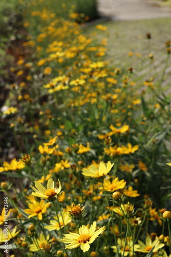 Garden daisy flower in natural sunligh