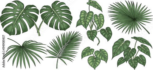 Tropical Green Leaves Set Featuring Monstera, Palm, and Philodendron Varieties