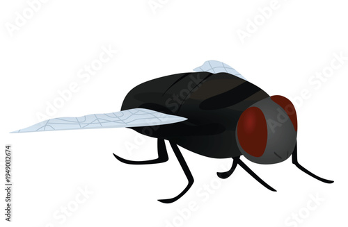 Common home fly. vector illustration