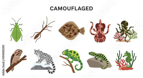 Ten illustrations of camouflaged animals in two rows under the word CAMOUFLAGED