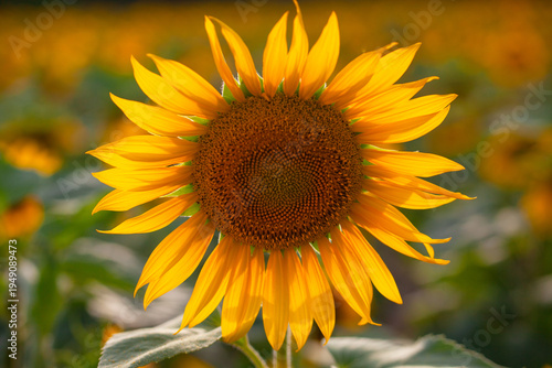 Field of sunflowers at sunset, close-up flowering yellow sunflower, concept of summer and harvest