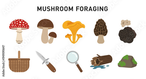 Illustration showing various wild mushrooms and foraging tools against a white background