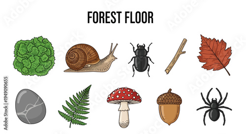 Illustrations of ten different forest floor items arranged in two rows