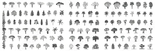 Fototapeta Adobe Illustrator Minimal CAD Tree Line Drawing with Tropical and Oak Trees, Side View Outline Symbols for Architecture and Landscape Design, Clean Minimal Style Vector Illustration with Stroke and Wh