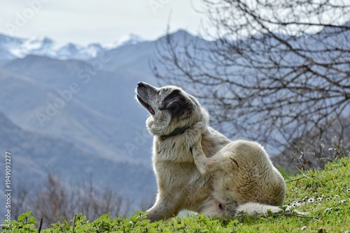 Foto Un perro mastín rascándose y con picor