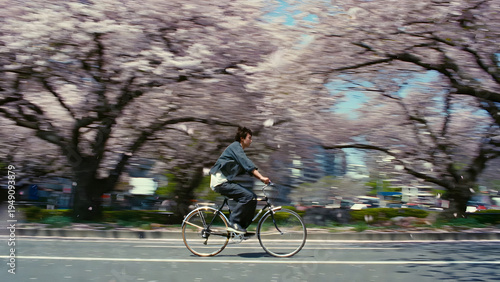 Young man cycling through pink cherry blossom tunnel in city park