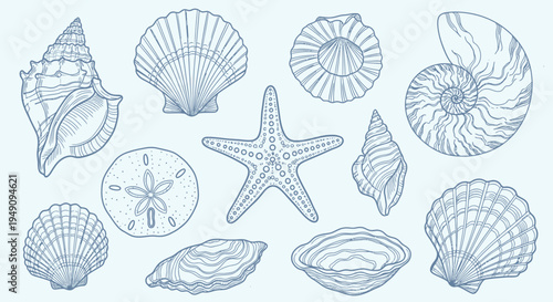 Collection of various ocean sea shells.