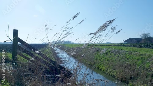 Reeds swaying in the wind along a ditch in the countryside