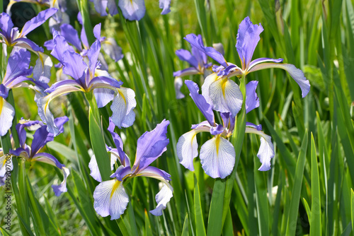 Bild auf Leinwand Iris, Steppen-Iris, Iris spuria, Neophyte