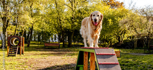 Wallpaper Mural Golden Retriever Dog Running Torontodigital.ca