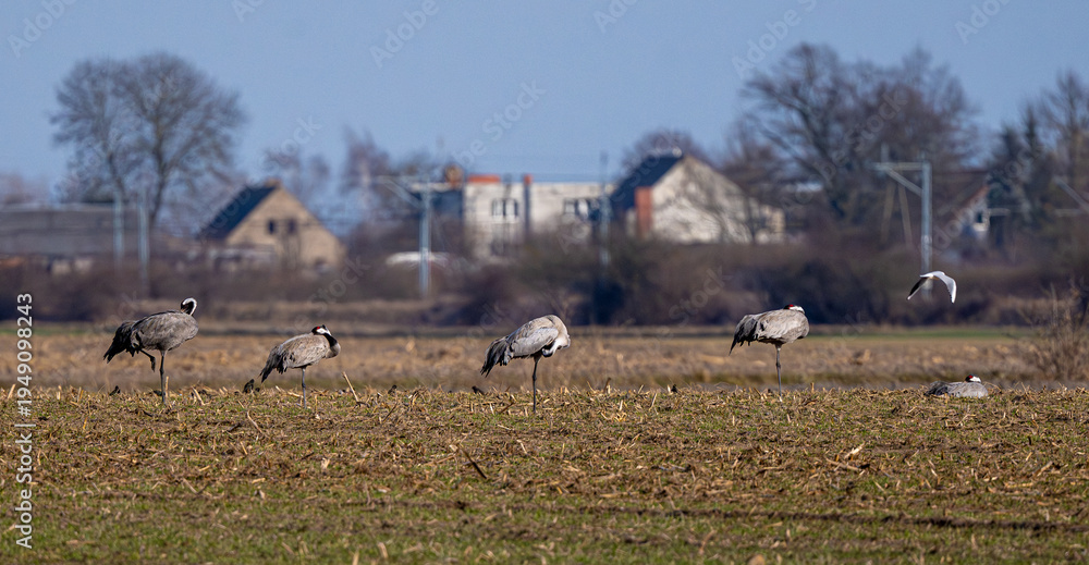Fototapeta premium Gray Cranes In The Field