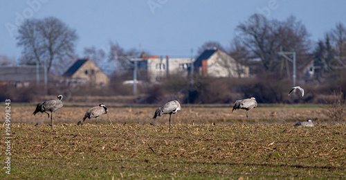 Wallpaper Mural Gray Cranes In The Field Torontodigital.ca