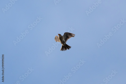 Wallpaper Mural Lark Singing Its Song And Soaring Torontodigital.ca