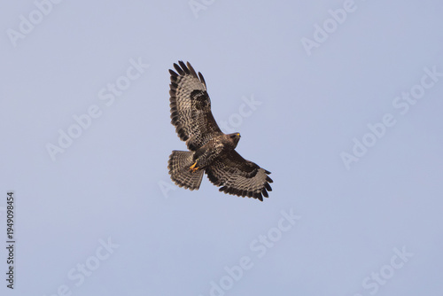 Wallpaper Mural Common Buzzard Soaring Torontodigital.ca