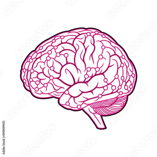 Human Brain Illustration Vector Graphic Anatomy Science Education Medical Diagram Neuroscience Psychology Cognitive Function Learning