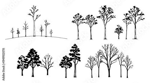 Trees set with thin black silhouette outlines on white backdrop featuring natural, evergreen, forest with simplistic and vector
