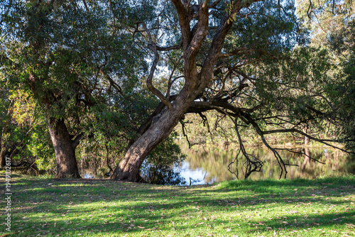 Leaning eucalypt tree over calm small pond in Neil McDougall Park, Como suburb, Perth, Australia, 25 November 2021