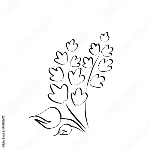 лаванда лайн