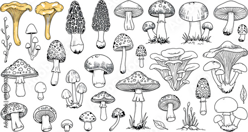 Collection of various mushroom species isolated on transparent background