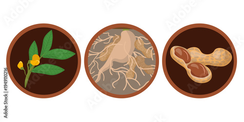 Vector set of peanut plant parts including green leaves with yellow flowers, root system with pods, and open shells, Botanical flat illustration