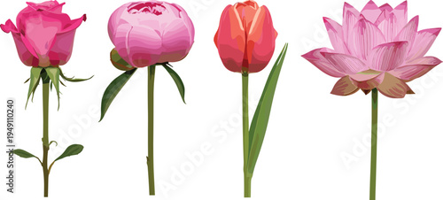 Pink flowers collection rose peony tulip and lotus botanical illustration floral garden plants decorative nature vector set isolated