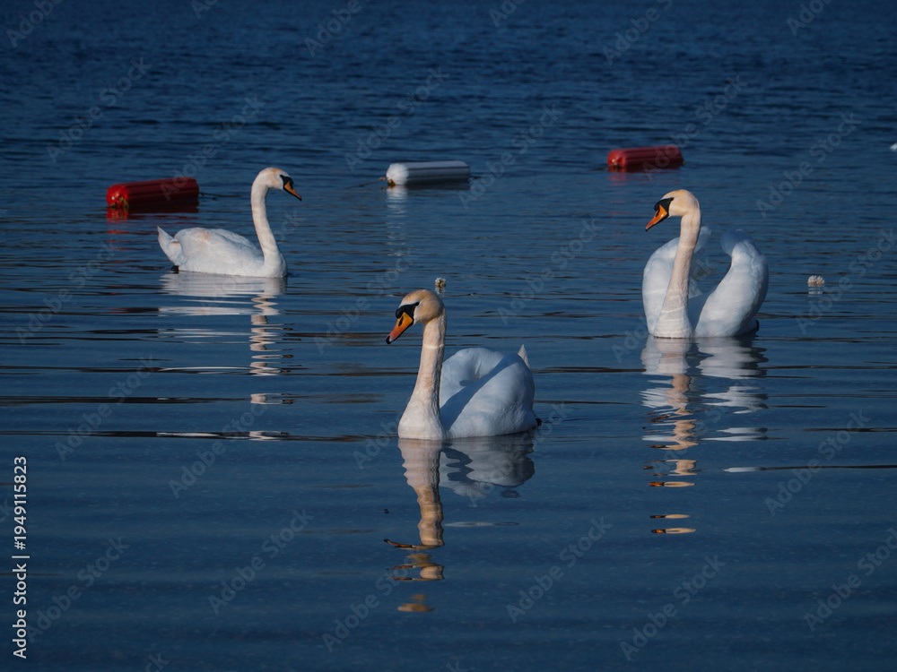 Obraz premium Three beautiful white swans are swimming leisurely on the lake.