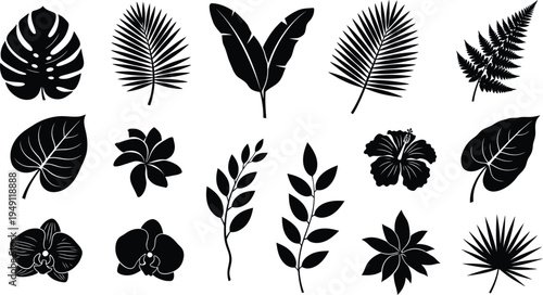 Silhouette of various leaves isolated on transparent background