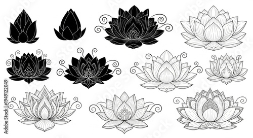 Elegant Lotus Flower Collection - A Study in Botanical Artistry.