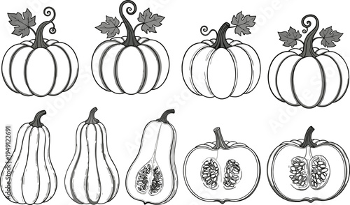 Black and white vector illustration set of various pumpkins and gourds featuring whole squashes with curly stems, leaves, and detailed cross-section views with seeds