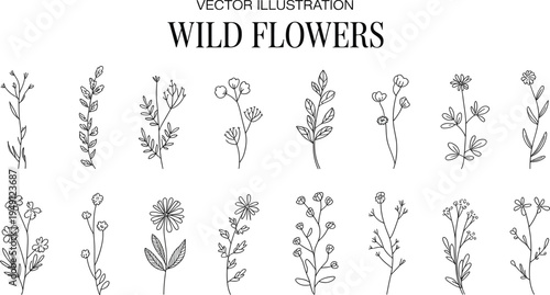 Elegant Hand-Drawn Wildflower Vector Illustrations Set A Collection of Delicate Botanical Line Art for Vintage-Inspired Design Projects