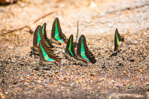 butterflies on sandy ground 