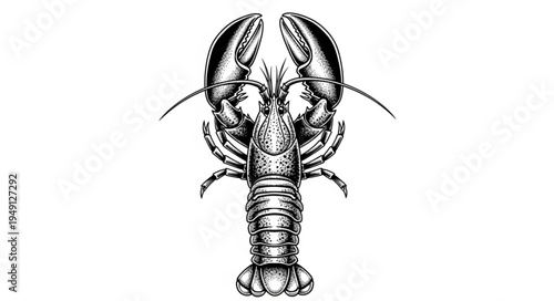 Detailed Lobster Illustration with Prominent Claws and Segmented Body.