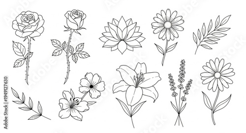 Elegant Floral Sketch Collection - A Study in Botanical Artistry.