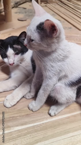 House cat