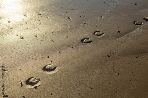 Photography Close up of horse hoof prints on wet sand of beach at sunset