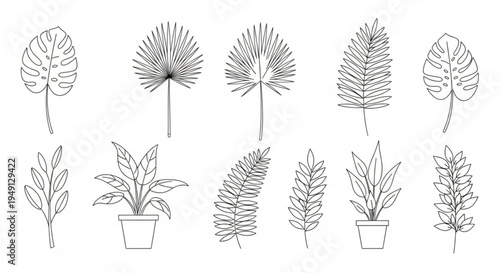 Various potted and unpotted plants with diverse leaf shapes and sizes on white background