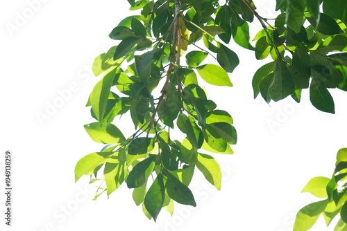 A tropical tree with leaves branches on white isolated background for green foliage backdrop