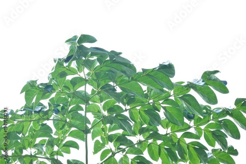 A tropical tree with leaves branches on white isolated background for green foliage backdrop